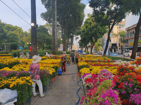 Top 10 Loai Hoa Va Cay Canh Trang Tri Tet Dep Va Y Nghia